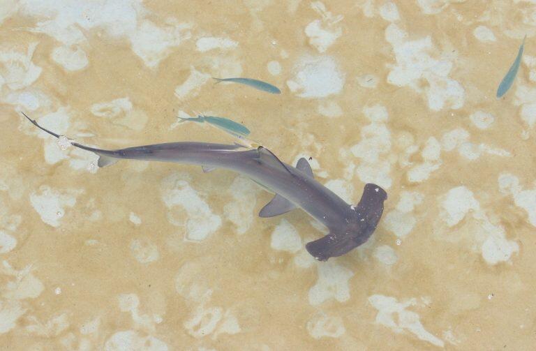 サメやウミガメを真上から見られるとあって、プールの周りをグルグル歩きながら楽しんでいる人が沢山いました。