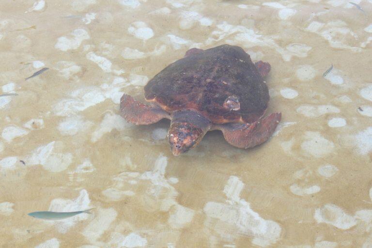 サメやウミガメを真上から見られるとあって、プールの周りをグルグル歩きながら楽しんでいる人が沢山いました。