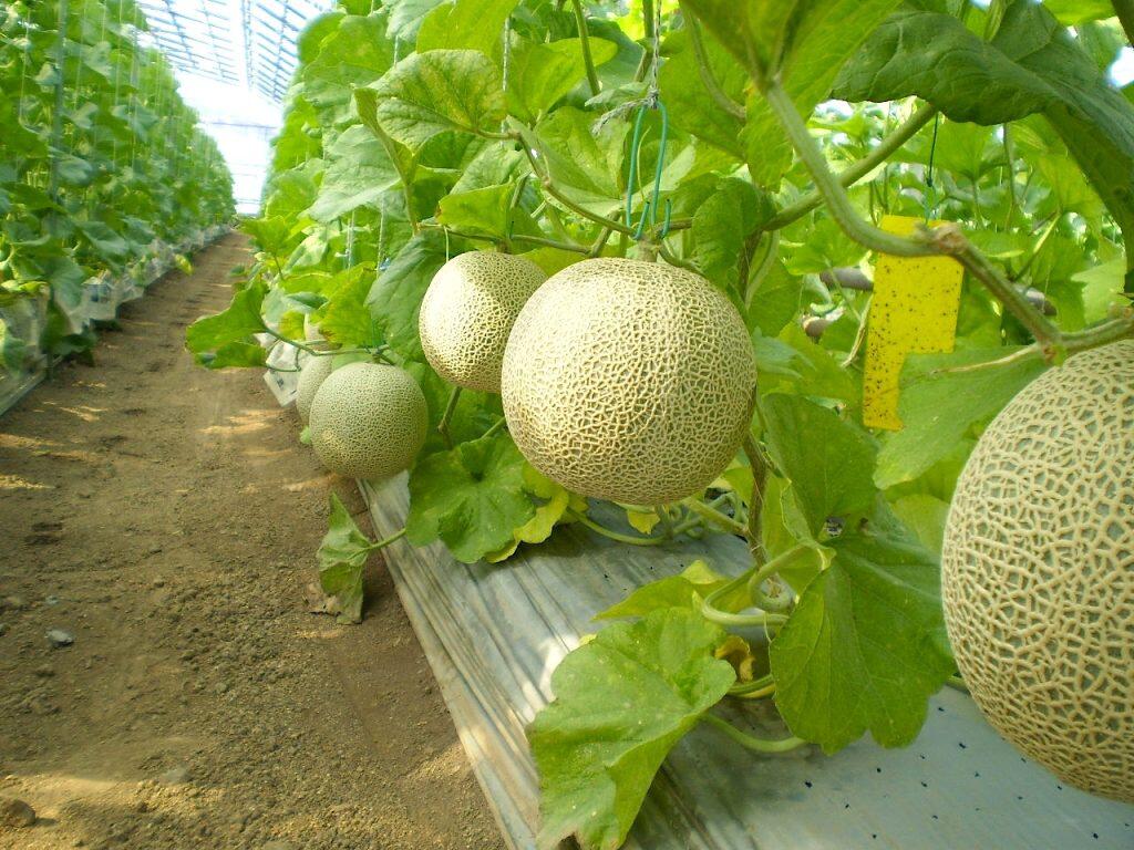 「西島園芸団地」では、糖分が1玉に集中するよう、1本の木で1番良い果実のみを残して育成しています