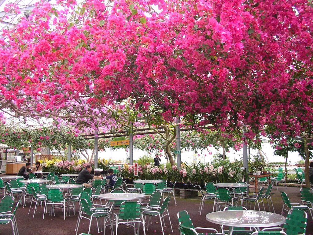 「西島園芸団地」には、メロンジュースやトマトカレー、スイーツなどが楽しめるカフェスペースに果物や植物の販売ブース、家族で楽しめるプレイコーナーなどもあります。