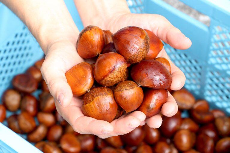 手作業でひとつずつ選別した栗