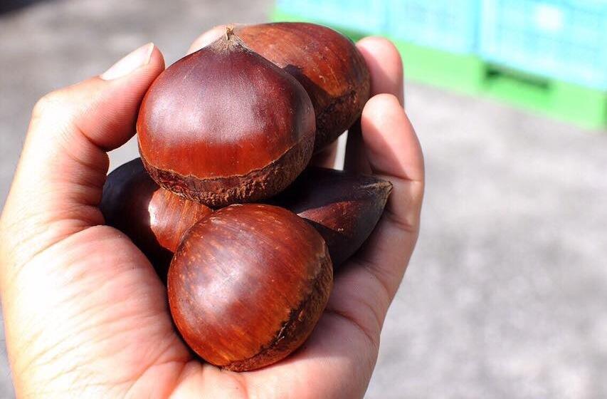 栗をたっぷり50%も使用し、その豊かな風味を封じ込めるように低温でじっくりと蒸留した「ダバダ火振」