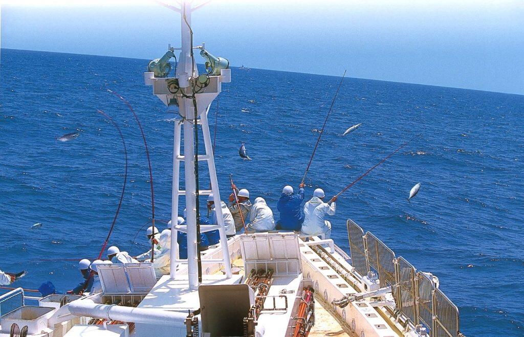 「明神水産」の美味しすぎる一本釣り鰹の刺身や藁焼きたたき!