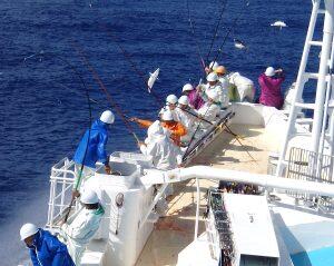 一匹ずつ海から引き上げる一本釣りは、巻網漁などとは違い鰹同士がぶつかり合うことがないため、傷が付きにくく、状態の良いまま凍結させることができます