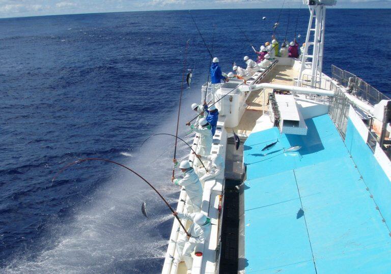 一匹ずつ釣り上げるため魚体や身の傷みが少ない