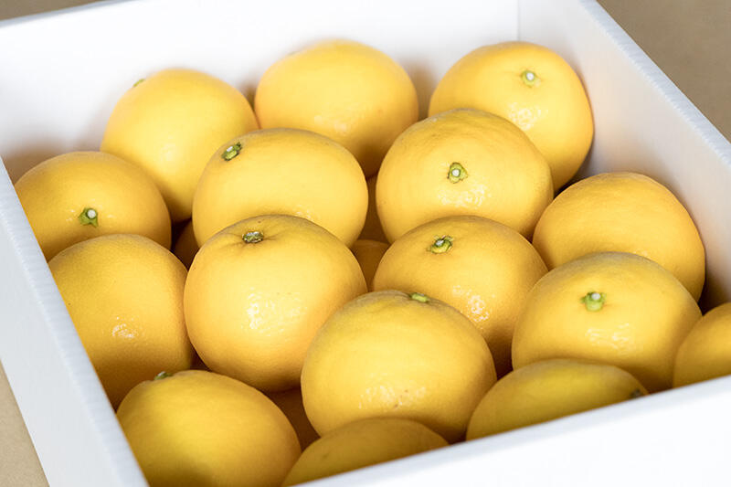 昭和29年創業の「中村青果」がお届けする甘酸っぱい土佐小夏