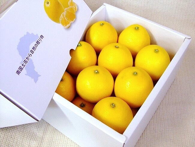 4月〜6月頃に旬を迎える土佐小夏は温州みかんよりやや大きく、鮮やかな黄色の表皮と果肉の間にフワフワの白い甘皮があるのが特徴