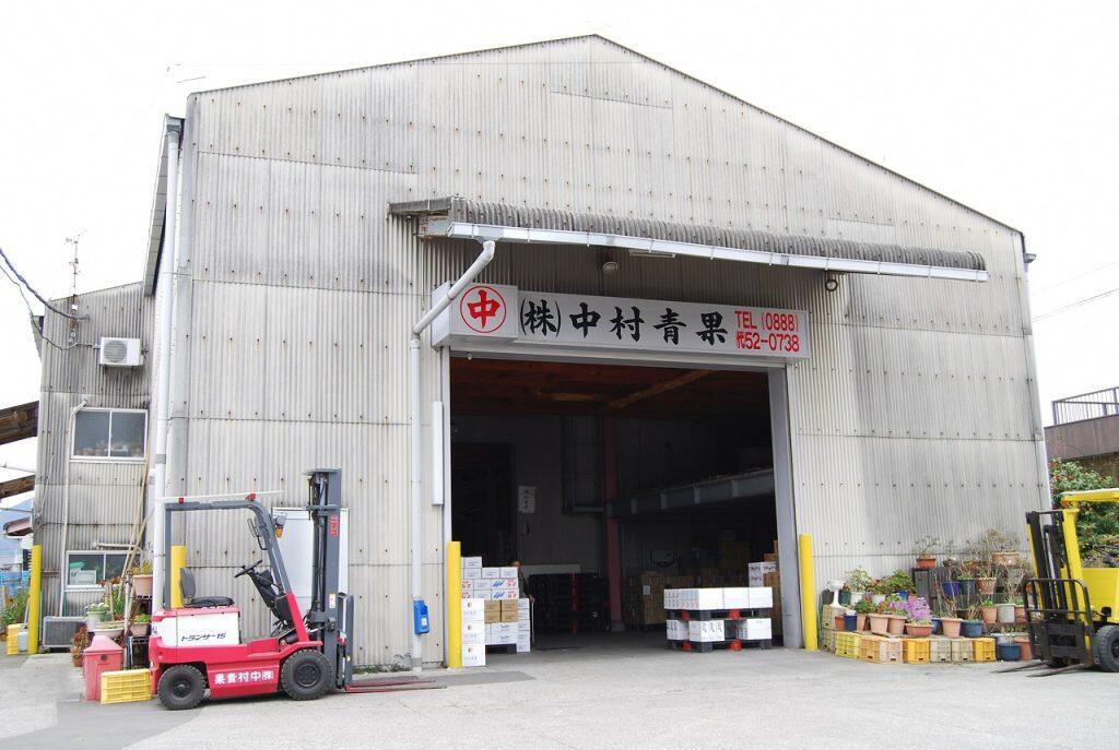 「中村青果」で取り扱っている土佐小夏は、主に土佐市で育てられたもの