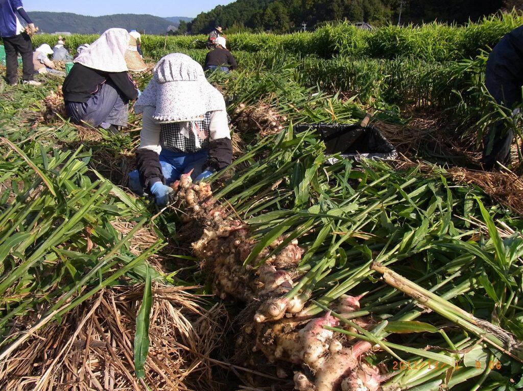一年を通して温暖な土佐市で、南国土佐の太陽の光をいっぱい浴びて育った土佐小夏はジューシーで瑞々しく、1度食べるとヤミツキになるほどの美味しさです。