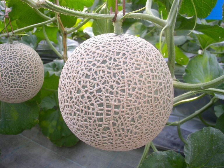 「マスクメロン」は、果皮に細かい網目模様が入った、見た目も味わいも優れた高級メロンです。