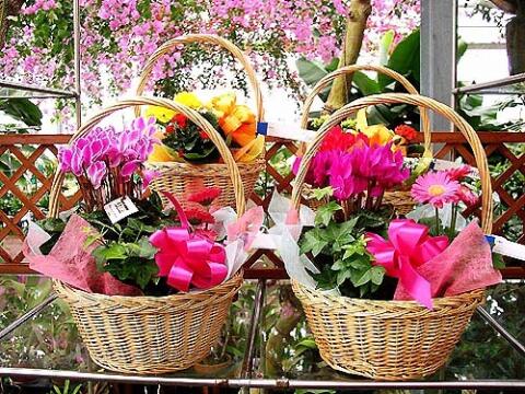 植物栽培に関しては、1年中見ごろが楽しめる工夫が凝らされており、来園者を飽きさせませんよ!人気の「花かごセット」や「鉢植えセット」は、季節に合わせたお花を厳選して寄せ植え