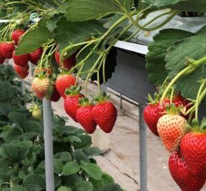 「西島園芸団地」は、毎年1月~6月初旬頃まで