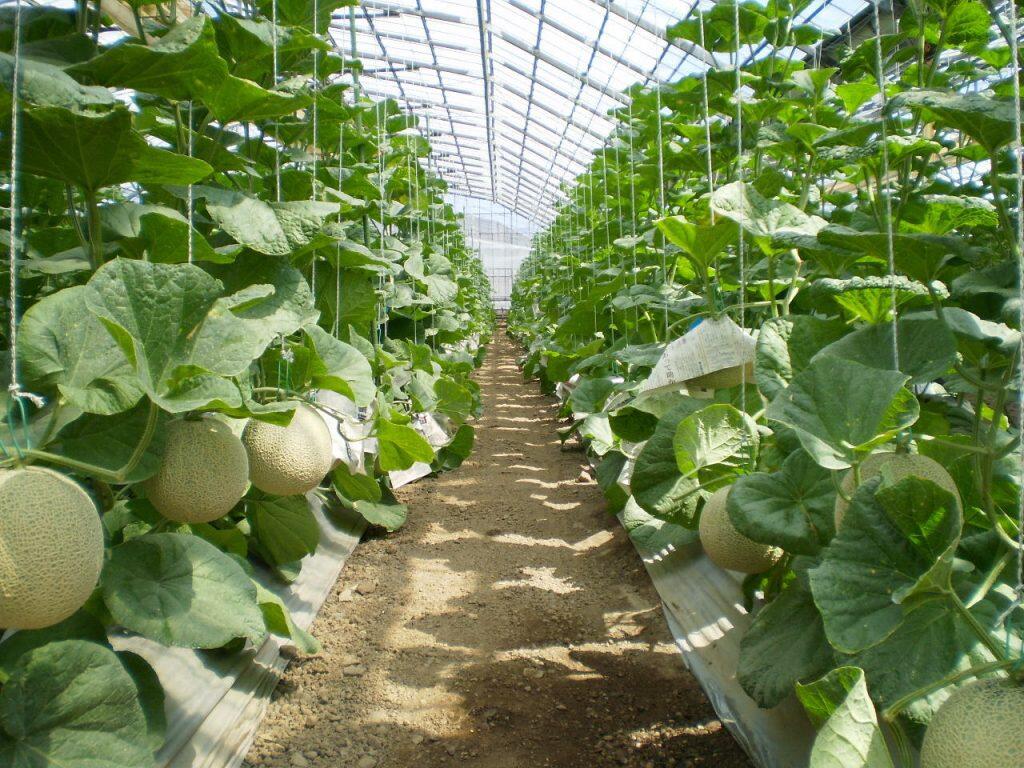 1株につき1玉のみを育て、コンピューターによる水分コントロールを行う