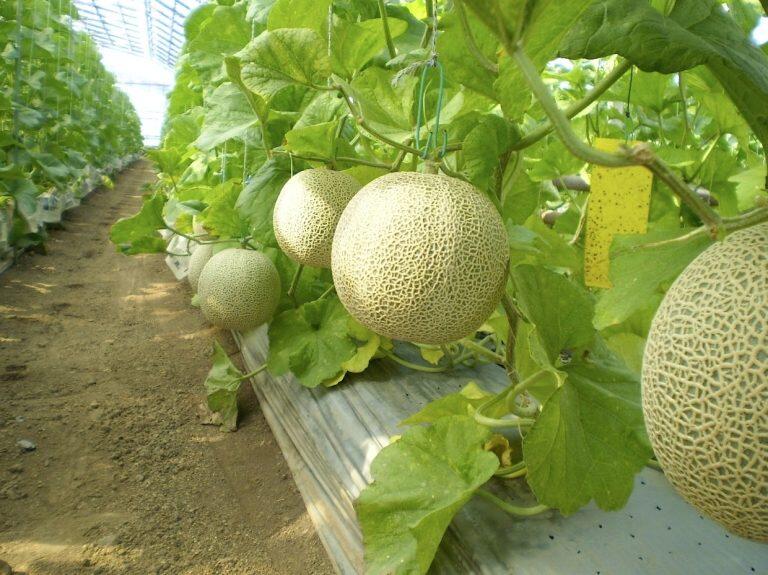 マスクメロン!1本の木で1番良い果実のみを残して育成する