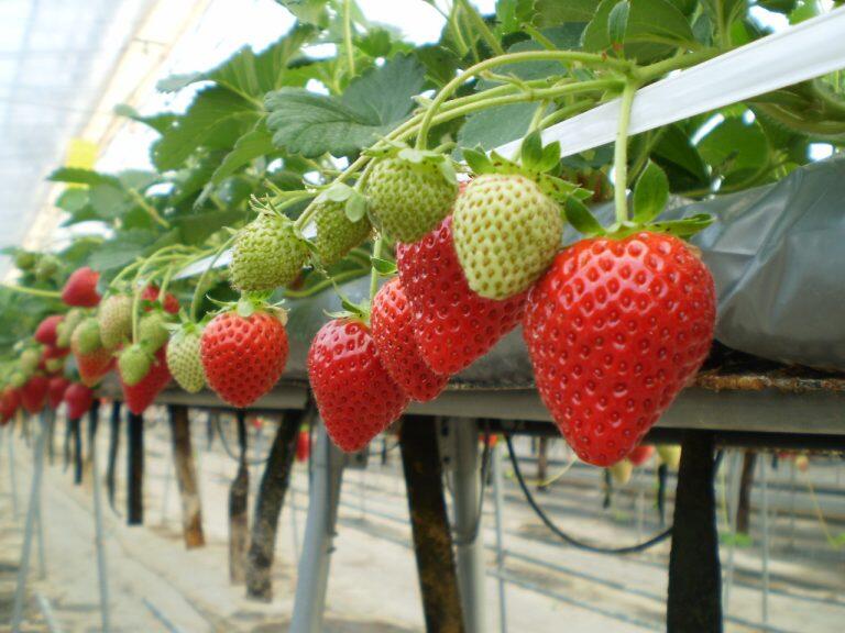 イチゴ狩り体験ができるハウス