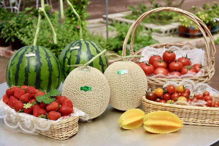 広大なハウスでは、スイカやマスクメロン、イチゴやマンゴー、フルーツトマトなどを栽培