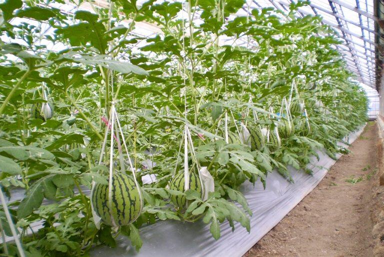 コンピューターによる水分コントロール