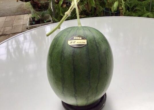 『中玉スイカ』は、まん丸とした美しいフォルムと、糖度12度以上のジューシーな果肉