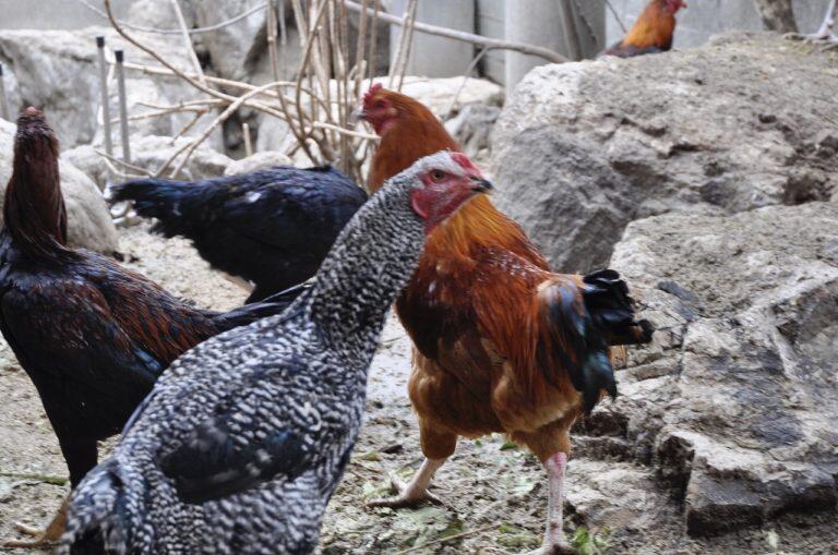 気性が荒く飼育が難しいといわれている鶏