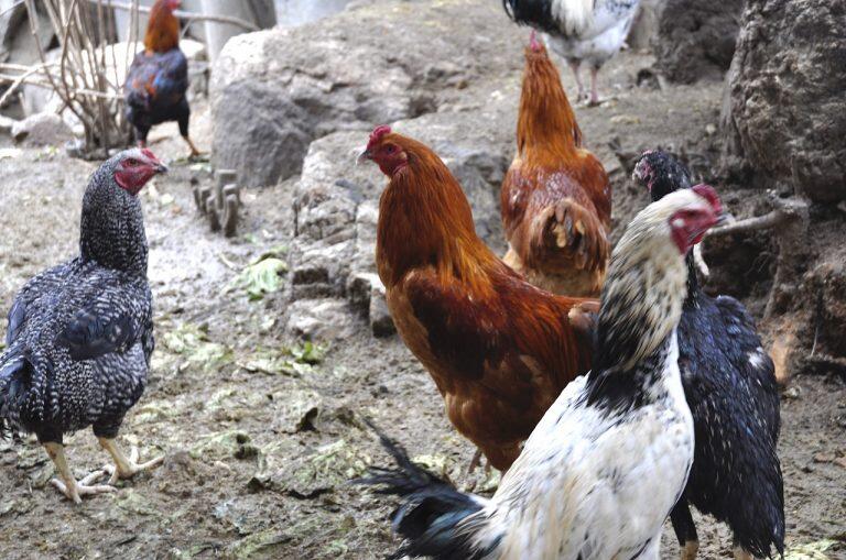 闘鶏専用の品種であったことから、この字が当てられたといわれている軍鶏