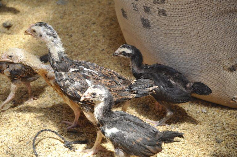 「西富ファーム」では、独自の飼育方法を研究し、放し飼いに成功!