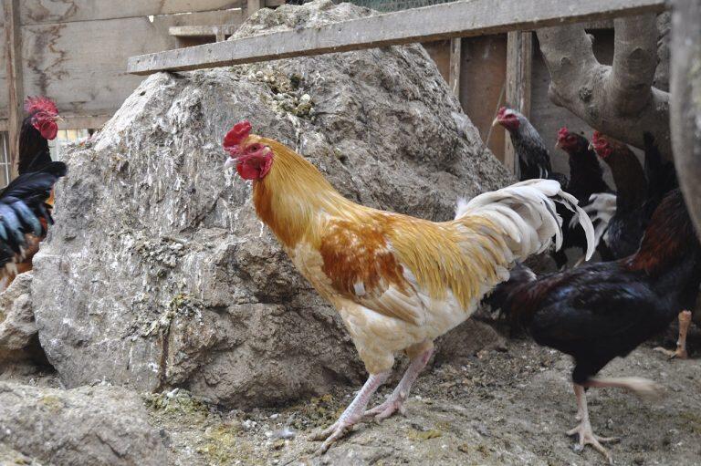 噛めば噛むほど旨い!放し飼いで育てた「西富ファーム」の軍鶏