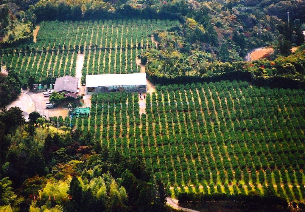 常識破りの一枚畑と南国土佐の太陽が育む絶品小夏!