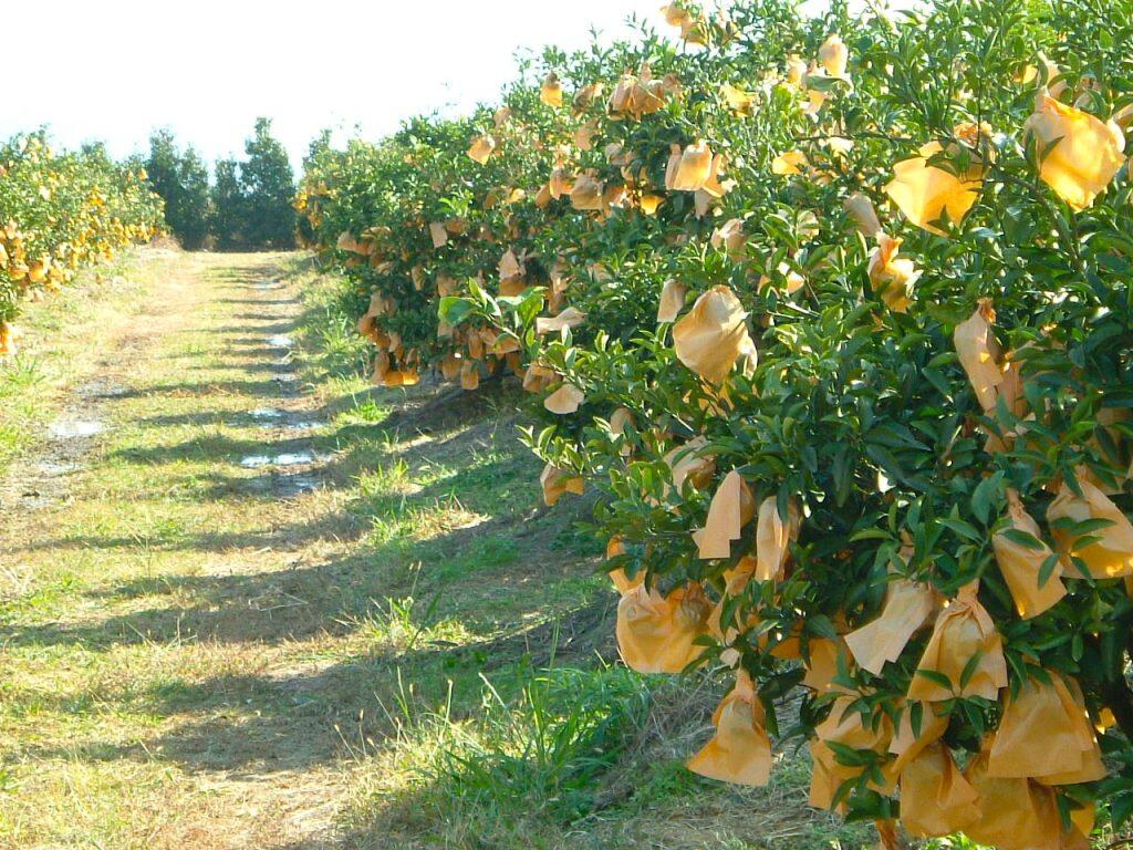 コーラルフルーツ農場