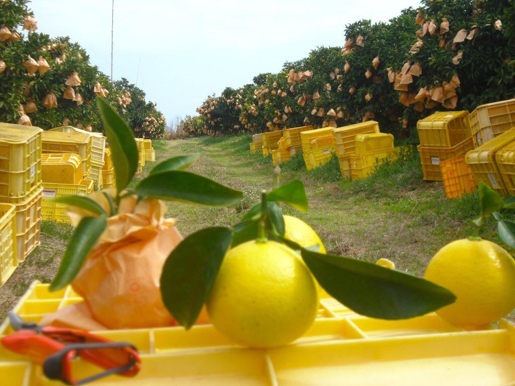 コーラルフルーツ農場