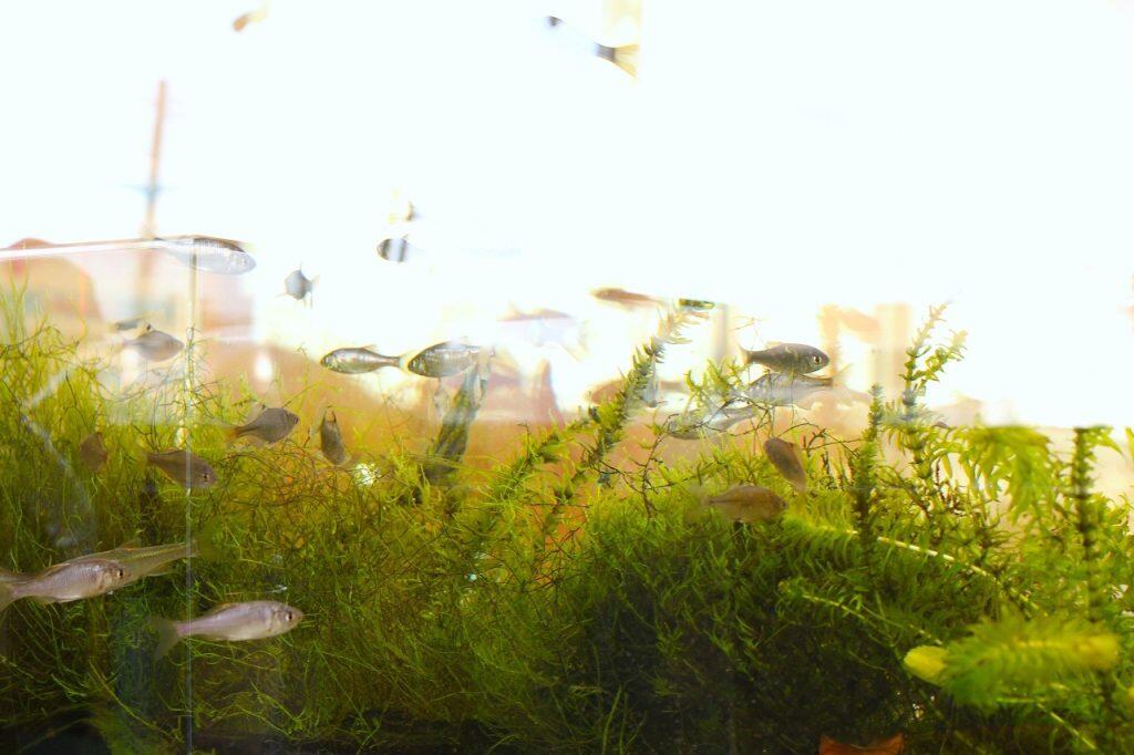 大きな水槽には仁淀川流域に生息する魚が展示されていて、自由に鑑賞することができます。