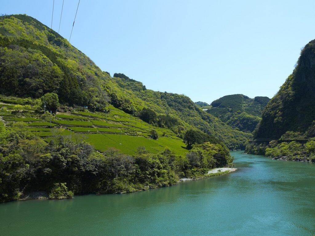 仁淀川町は、仁淀川の綺麗な水と冷涼な空気や朝露、山間部ならではの寒暖差により良質な茶葉が育つ、高知県を代表する茶栽培の適地です。