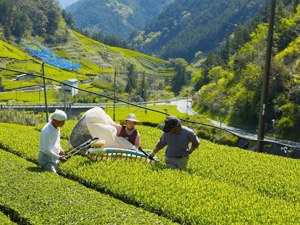 仁淀川町は、仁淀川の綺麗な水と冷涼な空気や朝露、山間部ならではの寒暖差により良質な茶葉が育つ、高知県を代表する茶栽培の適地です。