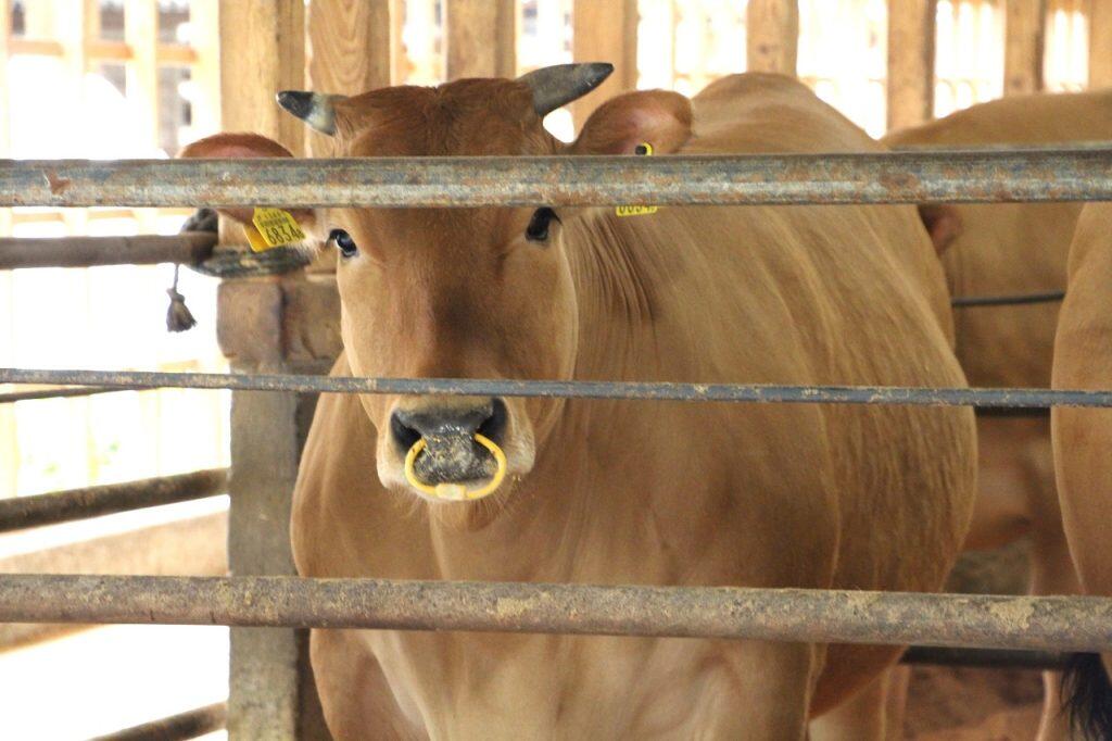 土佐和牛とは、高知県で肥育された黒毛和種および褐色和種の和牛。褐色和種は土佐あかうしと呼ばれています。