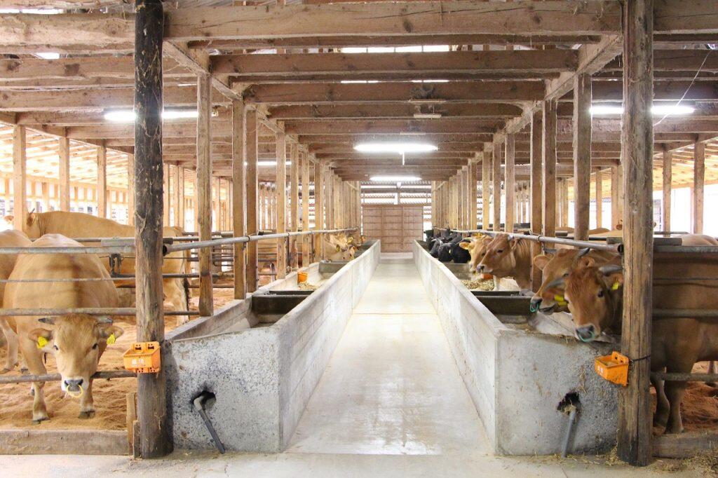 「松田精肉店」の牛舎は、緑豊かな山間を流れる清流・仁淀川のほとりにあります。牛舎では、土佐あかうしと黒毛和種を120頭ほど飼養。