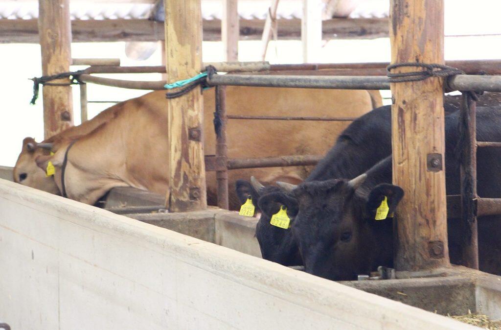 一般的な配合飼料は使わず、とうもろこしや大麦など自然素材を独自配合した飼料を与えている