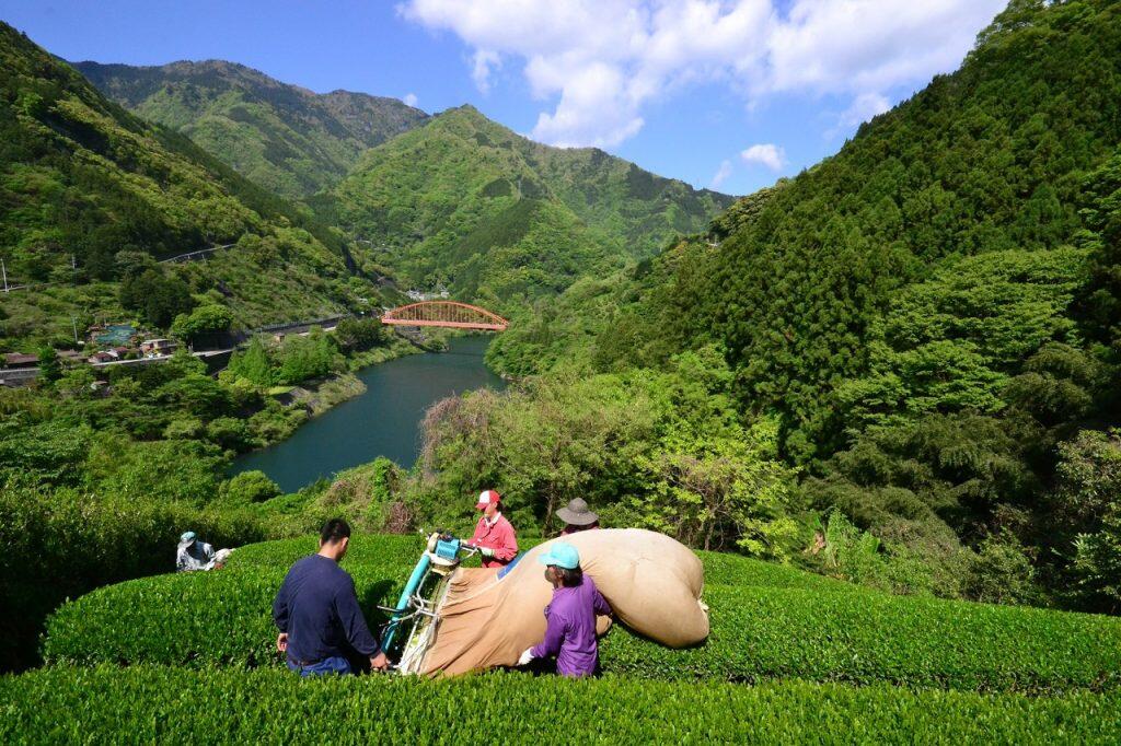 仁淀川が長い年月を掛けて作り出した渓谷の急斜面に茶畑が広がります。