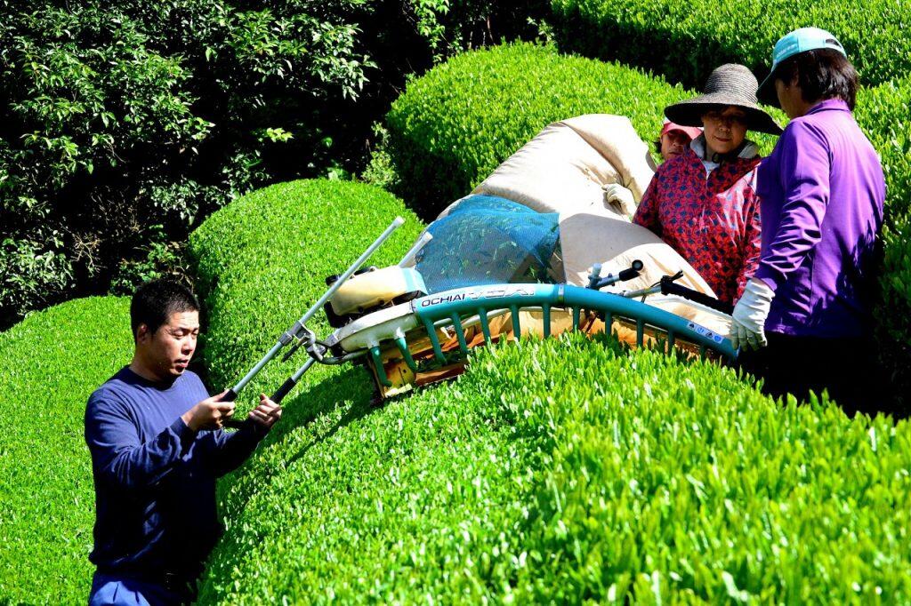 緑眩しい茶畑が広がる昔ながらの風景と沢渡地区伝統のお茶づくりを絶やすまいと祖父の跡を継ぎ、沢渡茶の栽培・加工・販売を手掛ける「ビバ沢渡」を設立