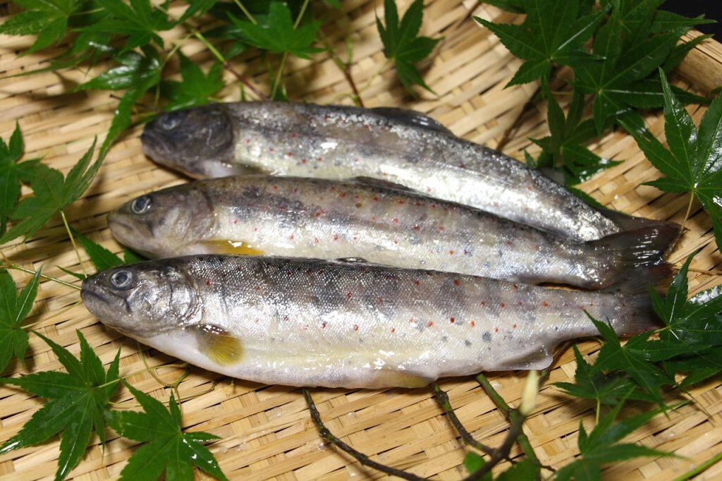 清らかな湧き水とユズ配合の餌で育った「ユズアマゴ（アメゴ）」！