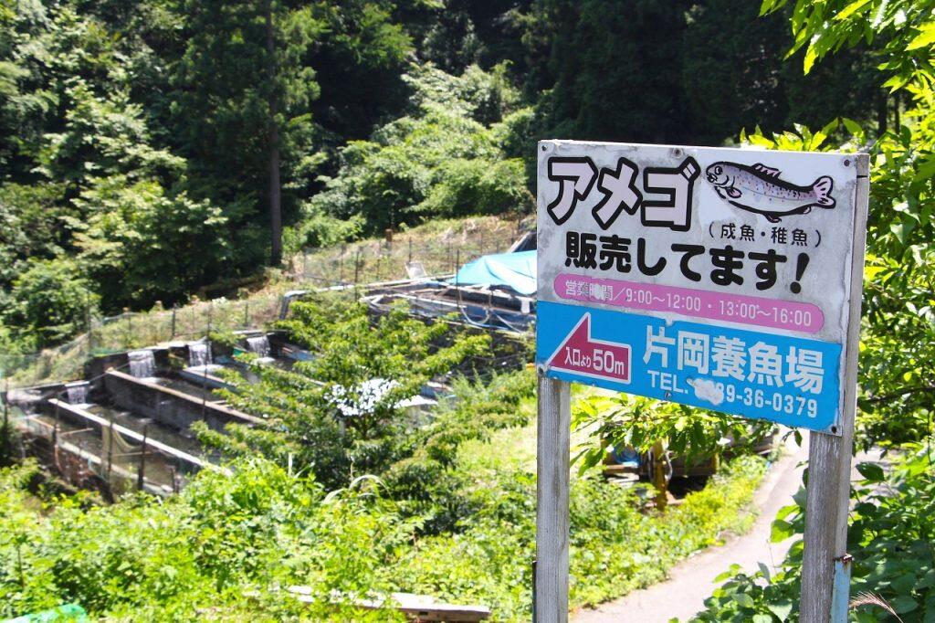 お伺いしたのは、昭和45(1970)年よりアマゴを養殖している「片岡養魚場」。