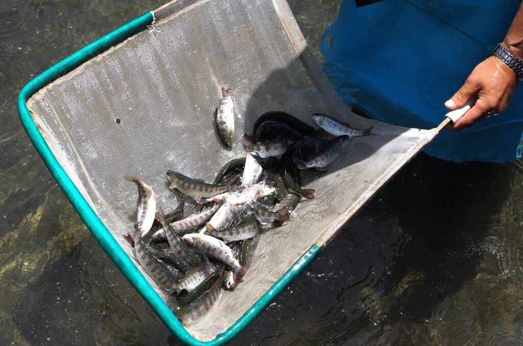 「ユズアマゴ」は、現在2代目の片岡さんが、魚特有の臭みを抑えるため、餌に柑橘類を混ぜて育てる