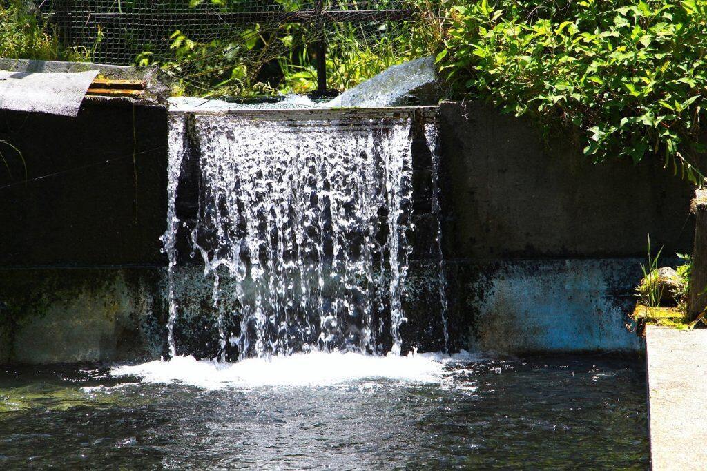 養魚場があるのは、高知2大渓谷のひとつといわれている美しい中津渓谷(仁淀川町)から、さらに山道を奥へ奥へと登った森の中。