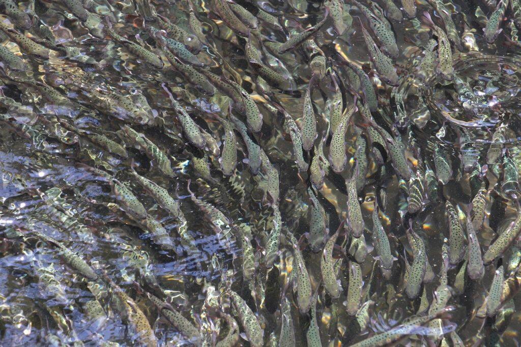 アマゴは川魚の中でも特に清流と呼ばれる冷たい川にしか生息しないため、山から水温15〜16度の清らかな湧き水を引けるこの場所は、養殖に最適なんだそうです。
