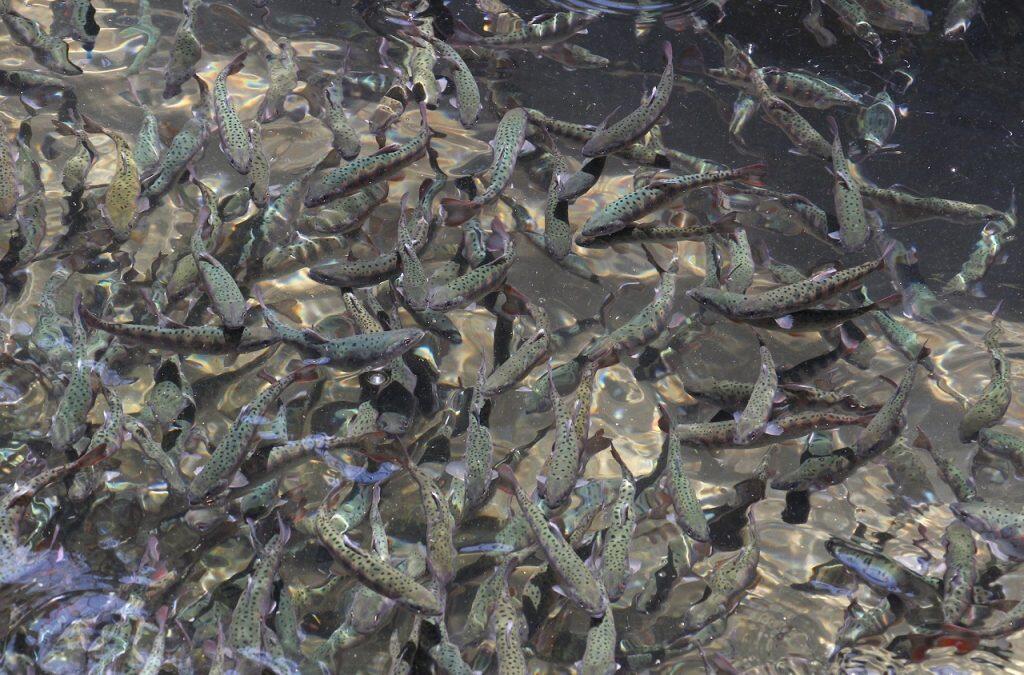 アマゴは川魚の中でも特に清流と呼ばれる冷たい川にしか生息しないため、山から水温15〜16度の清らかな湧き水を引けるこの場所は、養殖に最適なんだそうです。