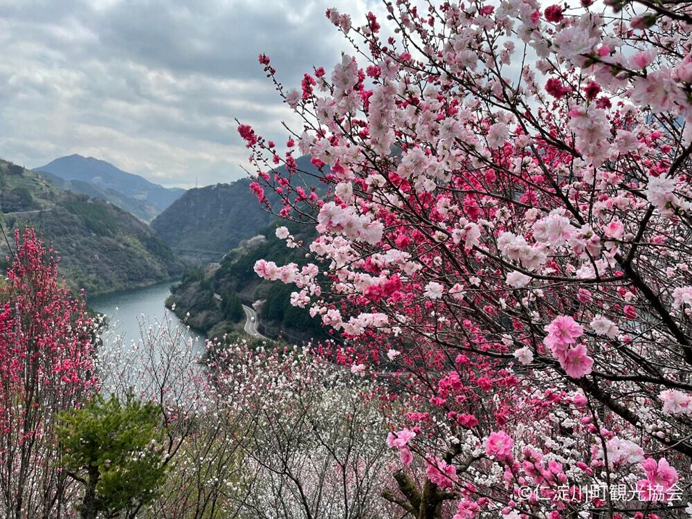 仁淀川を背景に満開の桜の写真/©仁淀川町観光協会