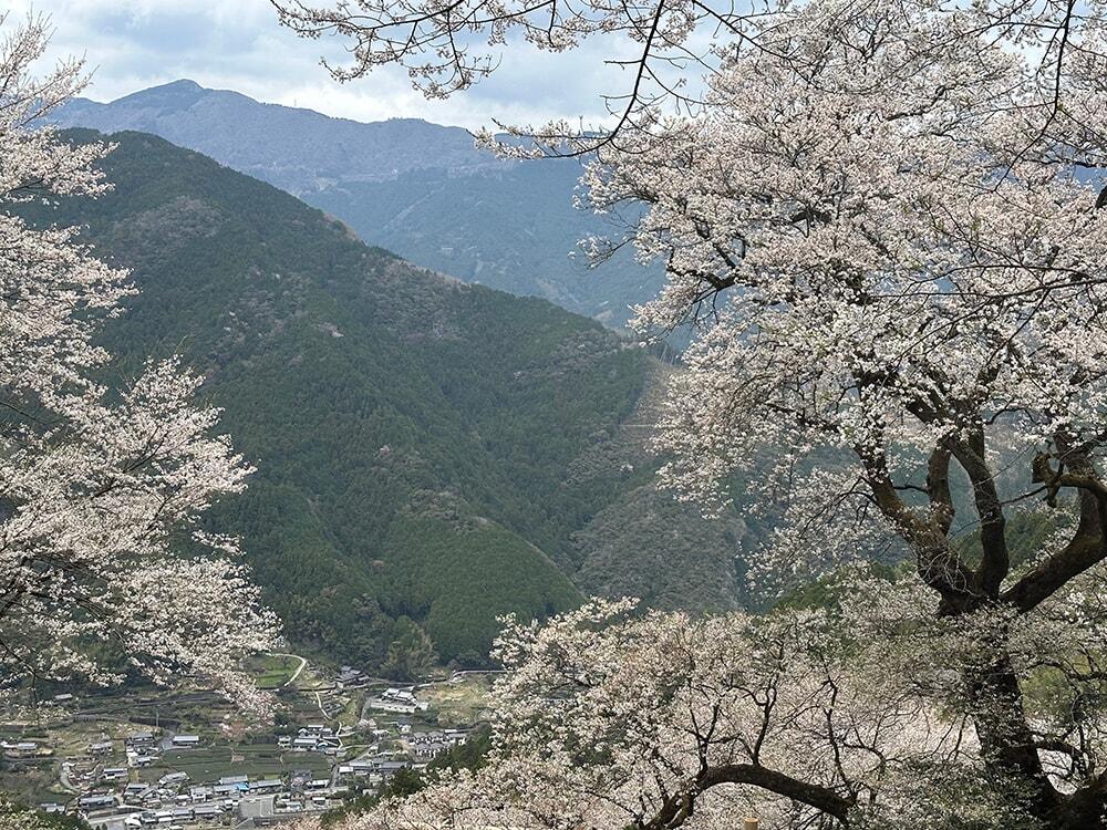 高知・仁淀川町お花見ドライブ！ 桜と花桃の名所＆地元グルメ巡り