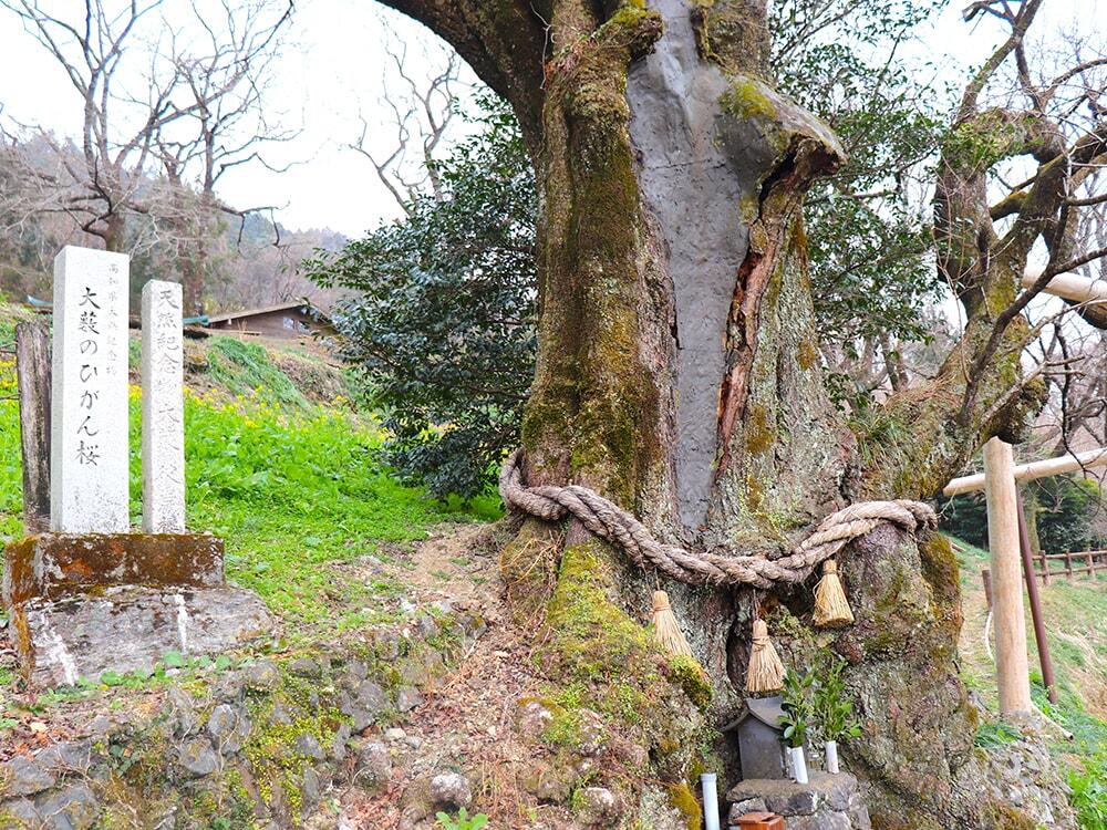 「ひょうたん桜」の根本の写真/©仁淀川町観光協会