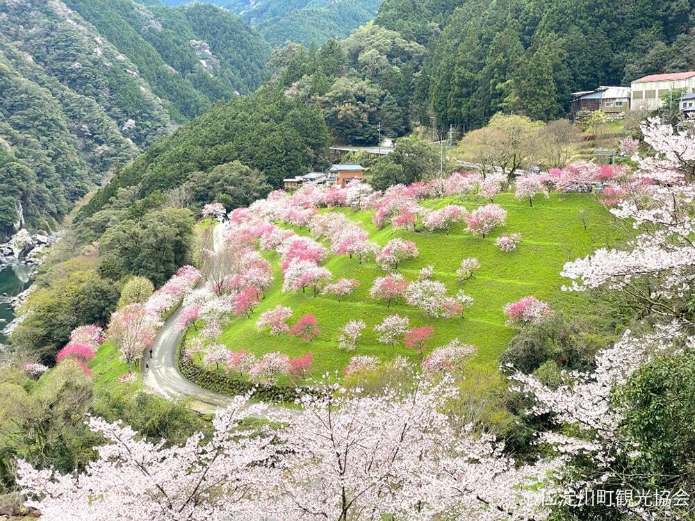「引地橋の花桃」の写真/©仁淀川町観光協会