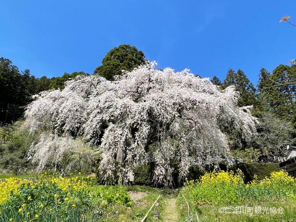 「しだれ桜」の写真/©仁淀川町観光協会