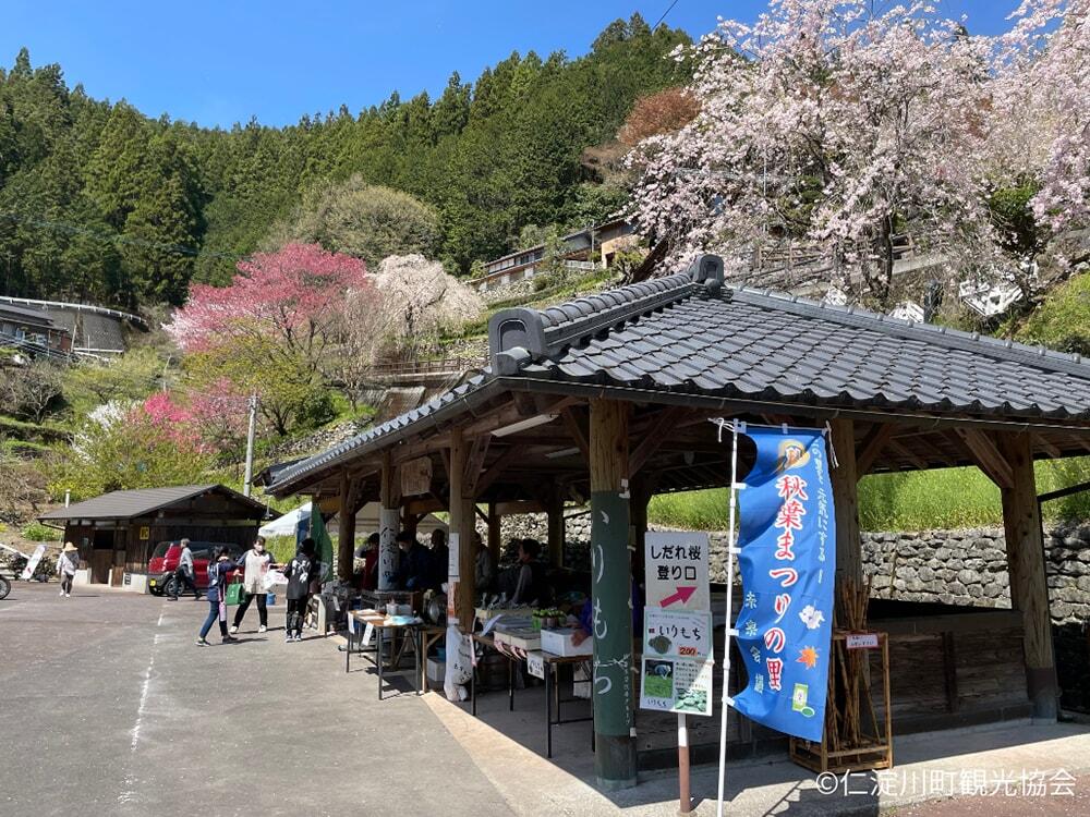 「しだれ桜」への登り口の様子/©仁淀川町観光協会