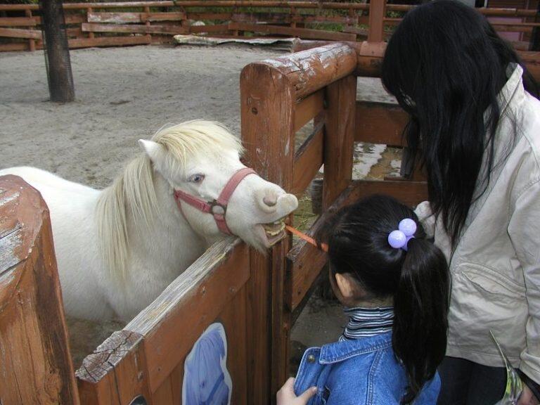ミゼットポニーにご飯をあげたり